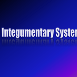 Chapter 5 the integumentary system