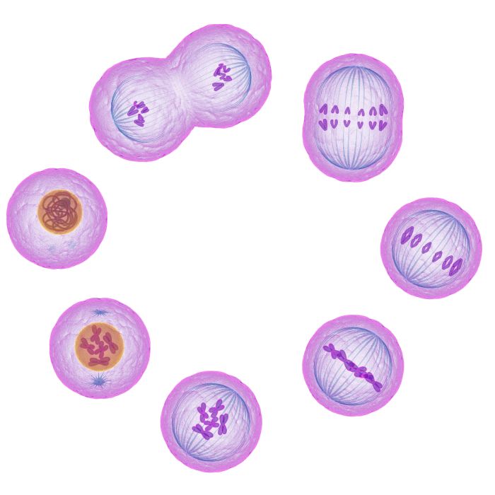 Phases of mitosis on the whiteboard