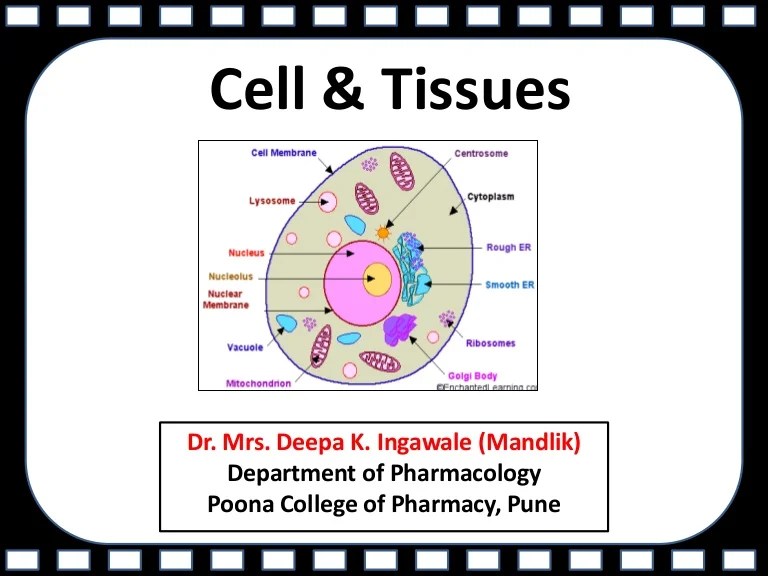 Chapter two cells tissues and integument