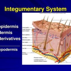 Chapter two cells tissues and integument