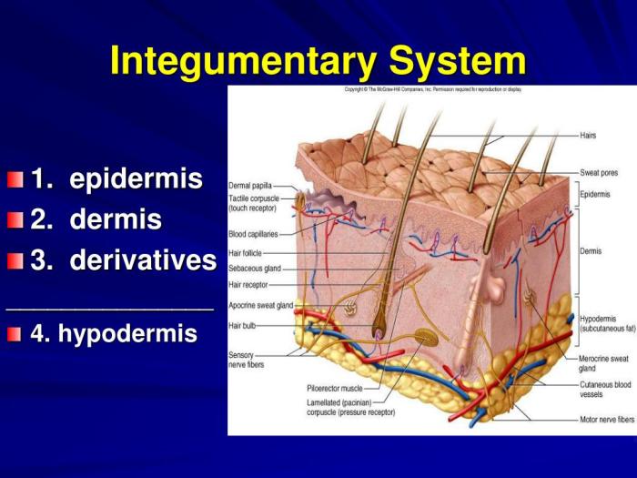 Chapter two cells tissues and integument