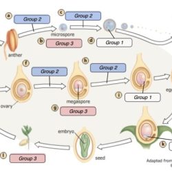 Life science cycles posters cycle frog butterfly grasshopper subjects previous next