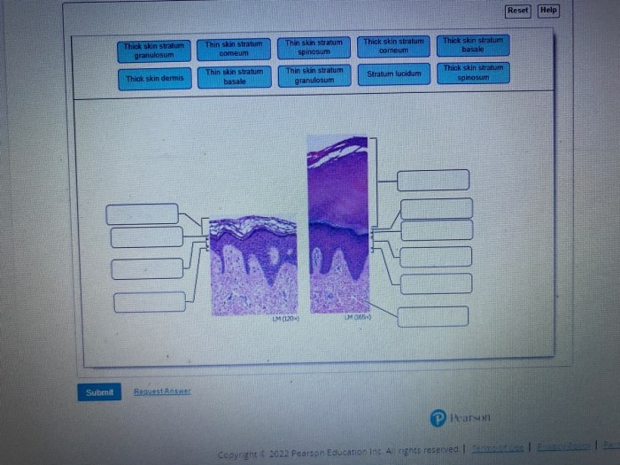 Chapter two cells tissues and integument