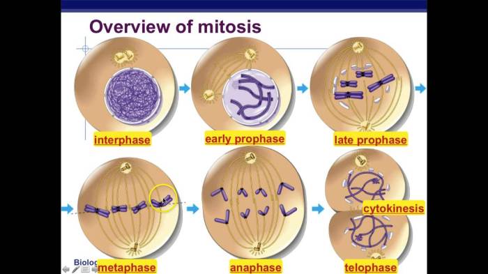 Phases of mitosis on the whiteboard