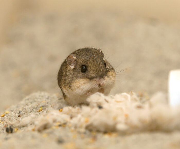 The rock pocket mouse nature's snickers bar