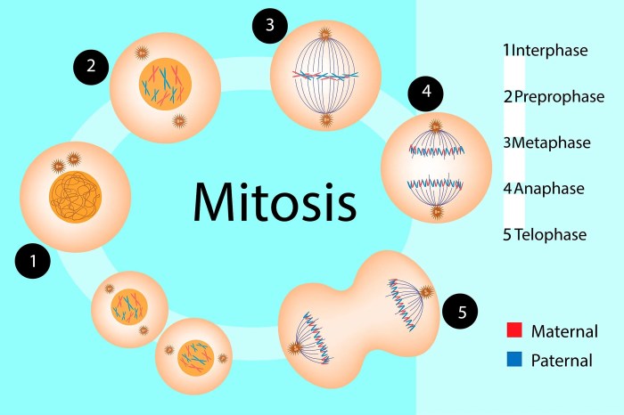 Phases of mitosis on the whiteboard