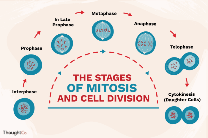 Phases of mitosis on the whiteboard