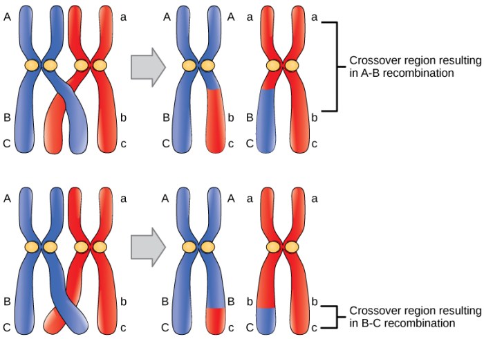 Dihybrid law incomplete phenotypic experiment segregation alleles dominance mendel offspring genotypic pea phenotype assortment question performed describe aabb wrinkled mendelian