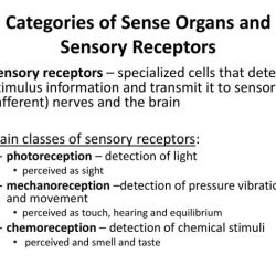 Receptors types stimuli sensory nerve detect touch they physiology medical table euroformhealthcare biz