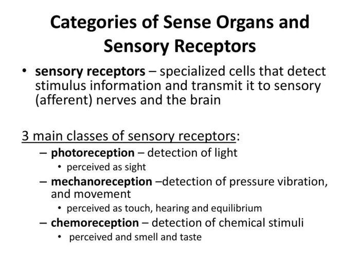 Receptors types stimuli sensory nerve detect touch they physiology medical table euroformhealthcare biz