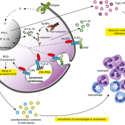 Antigen binds affinities negative