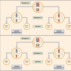 What are the genotypes of the remaining chromosomes