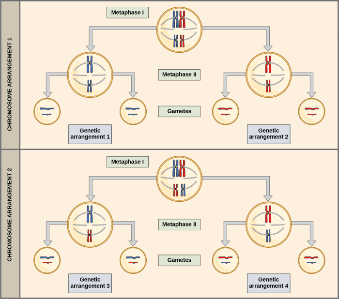 What are the genotypes of the remaining chromosomes