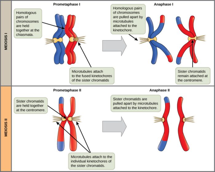 Tyler organelle masterson traits determines