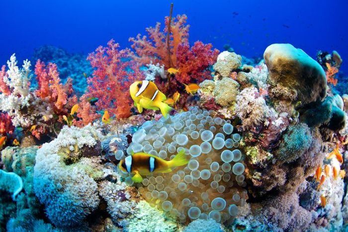 Ecological community like a tundra or coral reef