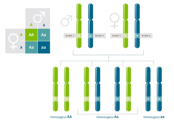 What are the genotypes of the remaining chromosomes