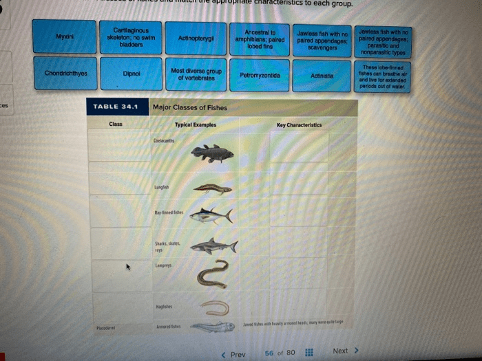 Classification key to certain fish answer key