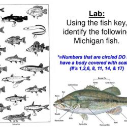 Classification key to certain fish answer key