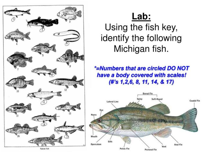 Classification key to certain fish answer key