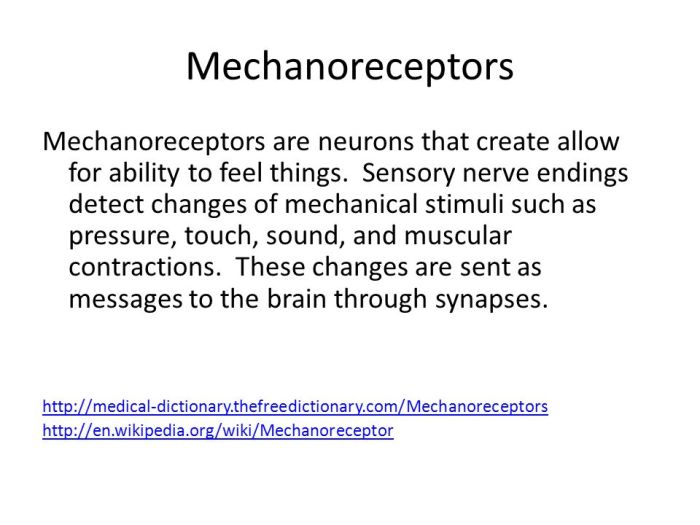 Identify a true statement about mechanoreception.